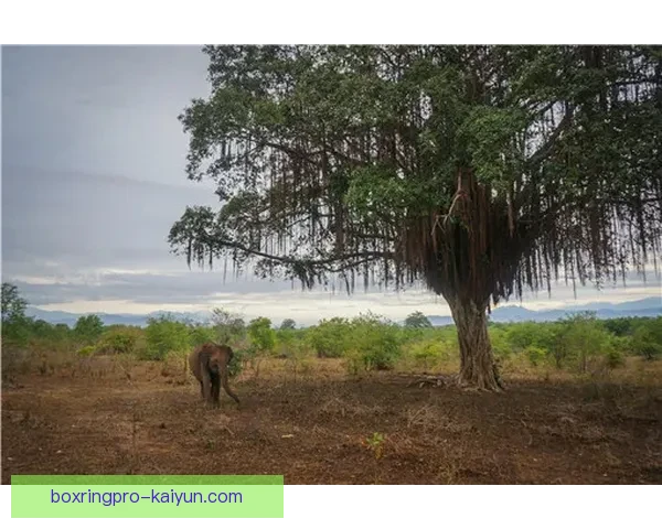 马尔基尼奥斯防守稳固，近期表现稳健
